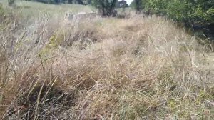 Содержание козла в двух словах! Рубрика "Коза от А до Я"