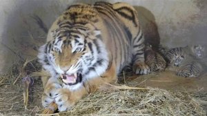 Тигрица ЗАЩИЩАЕТ СВОИХ ТИГРЯТ! и веник Тайган .Крым