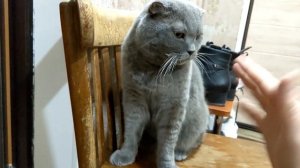 ЗЛОЙ КОТ набросился на хозяина