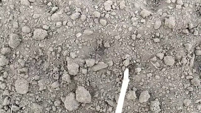 Укоренения черенков винограда осенью.