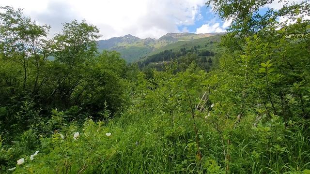 Beautiful mountain nature and birdsong of the North Caucasus_001 смотреть онлайн