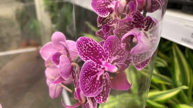Орхидеи МУЛЬТИФЛОРА (Фаленопсис) с названиями и без! ОБЗОР в магазине ЛЕРУА МЕРЛЕН, июнь 2022 смотреть онлайн