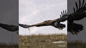 Народные песни. 01. Ах, ты, степь широкая