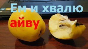 3329 Ем и хвалю айву Айва Свойства айвы вкус польза полезные свойства фрукт на что похож плод цвет