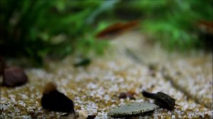 corydoras sp black venezuela