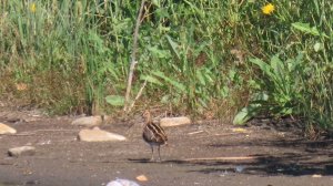 Бекас (Gallinago gallinago)