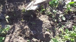 Укрытие молодого винограда на зиму