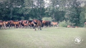 Владимирские тяжеловозы - богатыри Ополья