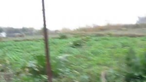 Копаем хрен на зиму