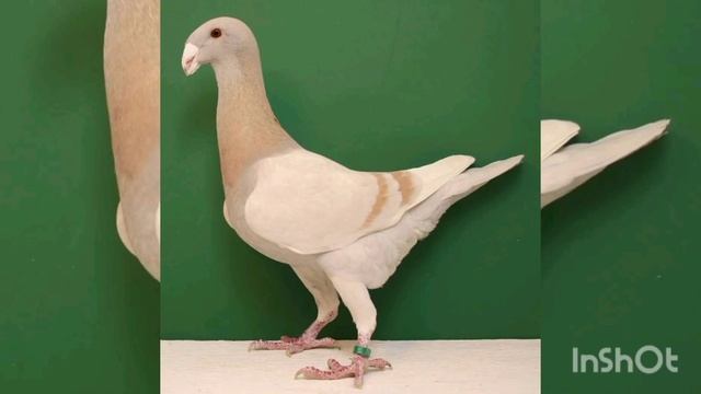Породы голубей. Pigeon breeds