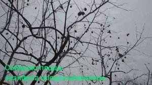 Как сделать плодосъёмник из пластиковой бутылки