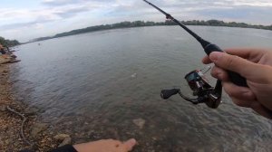 Река Кубань. Ловлю на отводной поводок.