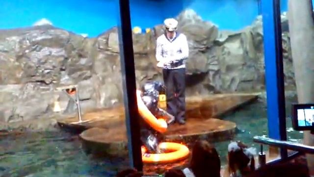 Шоу тюленей смотреть онлайн