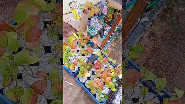 Не рекомендую высаживать саженцы крупнолистной Гортензии первого года в открытый грунт, осенью!?️