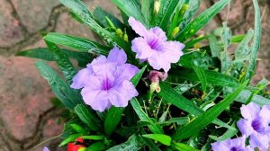 Mexican petunia blue color flowering plant | c nature beauty