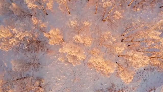 Красота зимнего леса перед закатом / The beauty of the winter forest before sunset