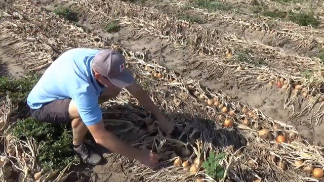 Лук Борнео (Borneo) F1 урожай 2020 г смотреть онлайн