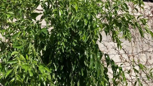 Trees in the Backyard Update - Backyard Boysenberry May 20, 2022 смотреть онлайн