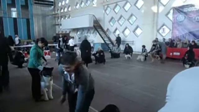 Best 2 место Solomiya в ринге, пекинес щенок. Выставка "Кубок Винници" 29.09.2013 смотреть онлайн