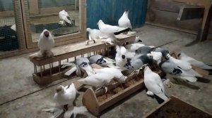ГОЛУБИ УРАЛЬСКИЕ МОНАХИ / URAL MONKS FANCY PIGEONS
