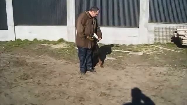 0679464051 дресирування собак Львів смотреть онлайн