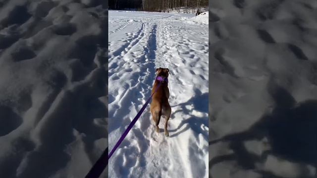 Питбуль рабочего разведения,Катана смотреть онлайн