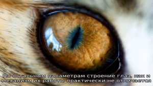 Строение глаза кошки
