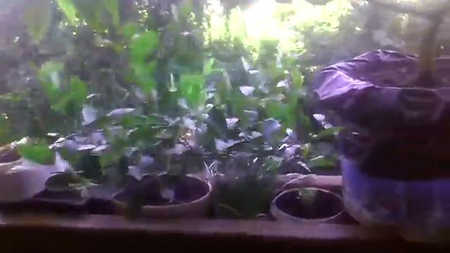 Результат првивки Фортунелла смотреть онлайн