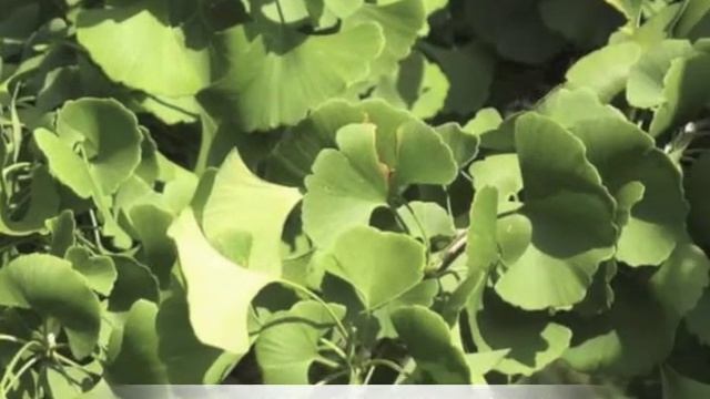 Ginkgo biloba sentry смотреть онлайн