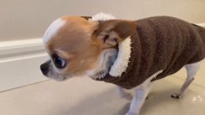 Мини чихуахуа второй день в новом доме