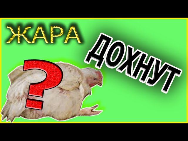 Аномальная жара  Бройлеры дохнут  Температура для бройлера Деревенская жизнь