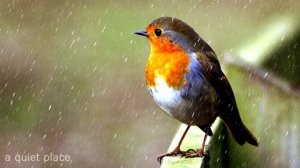 Birds Chirping and Singing in Rain, Relaxation, Meditation, Nature Sounds