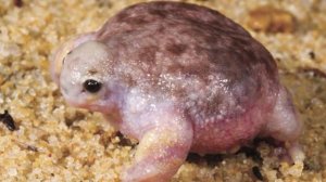 Про лягушек. Часть вторая.