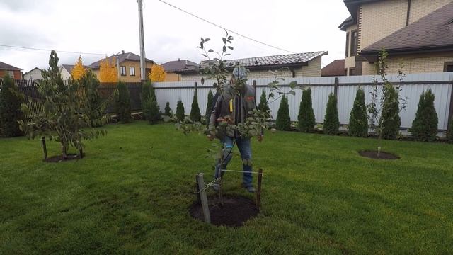 как правильно посадить яблоню с ЗКС осенью всего за 2 минуты в том числе сам процесс посадки