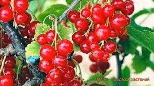 Смородина красная Йонкер ван Тетс (ribes) ? обзор: как сажать, саженцы смородины Йонкер ван Тетс