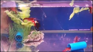 Ч.3. Азия. Крупнейшие поставщики аквариумных рыб.