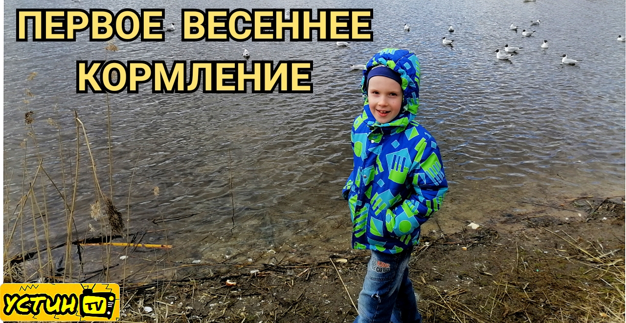 Первое кормление чаек, уток и лебедя в 2021 году. Весеннее кормление птиц хлебом на озере.