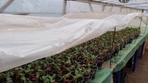 Овощи Растут. Привитая рассада огурца, подготовка к прививке томата на Максифорт.