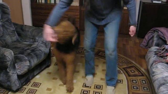 Щенок эрдельтерьера Аякс, 9 месяцев, трюки смотреть онлайн