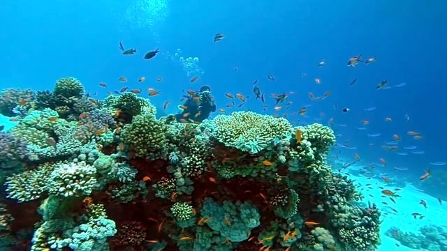 Фри-дайвинг и любительский дайвинг в Красном море, Шарм-Эль-Шейх