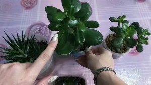 Укоренение Гинуры?Новорожденный Замиокулькас?Денежное дерево?Эхеверия⚘Хавортия?Крестовник Роули?