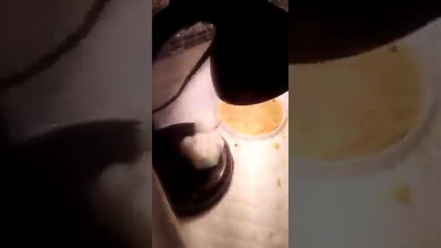 Рождение цыпленка под настольй лампой.Цыпленок разговаривает с хозяйкой.