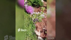 флоксы шиловидные и не только