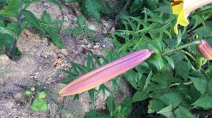 Лилия Golden Splendour (Lily Golden Splendour)
