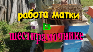 Работа матки в шестирамочнике