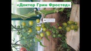 ТОМАТ ЗЕЛЕНЫЙ ЧЕРРИ #Доктор Грин Фростед" или "#Заиндевевший доктора Фростед"