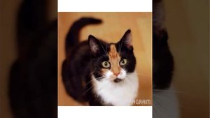 # приметы про трехцветных кошек #