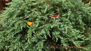 Можжевельник конферта Шлягер (juniperus schlager) ? обзор: как сажать, саженцы можжевельника Шлягер