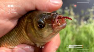 Покажи мне канаву и давай поймаем там Карася? Мормышинг в любой луже.