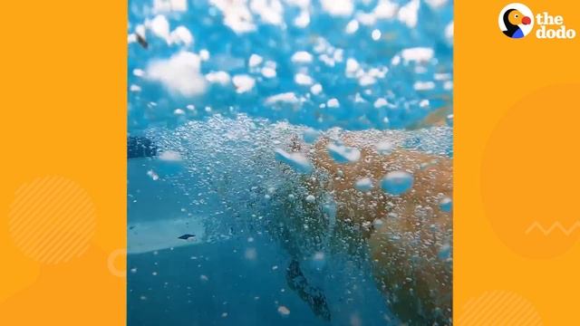 Dog Dives To The Bottom Of The Pool For His Favorite Brick | The Dodo смотреть онлайн